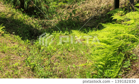 Spring in the Koajiro Forest of the Miura Peninsula Spring in the Koajiro Forest of the Miura Peninsula 139182830