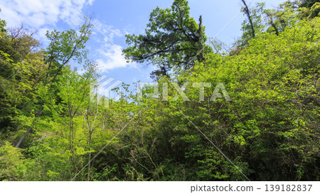 Spring in the Koajiro Forest of the Miura Peninsula 139182837
