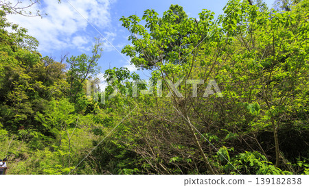 Spring in the Koajiro Forest of the Miura Peninsula Spring in the Koajiro Forest of the Miura Peninsula 139182838