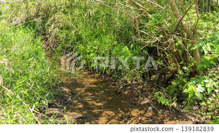 Spring in the Koajiro Forest of the Miura Peninsula Spring in the Koajiro Forest of the Miura Peninsula 139182839