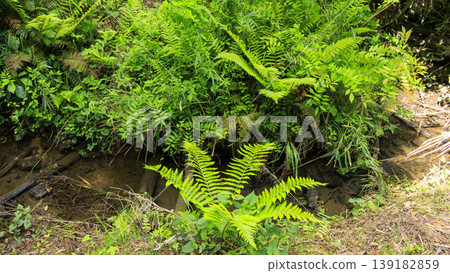 Spring in the Koajiro Forest of the Miura Peninsula 139182859