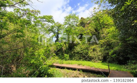 Spring in the Koajiro Forest of the Miura Peninsula Spring in the Koajiro Forest of the Miura Peninsula 139182864