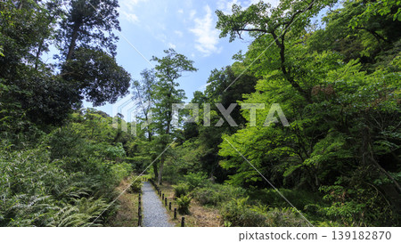 Spring in the Koajiro Forest of the Miura Peninsula Spring in the Koajiro Forest of the Miura Peninsula 139182870