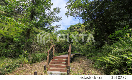 Spring in the Koajiro Forest of the Miura Peninsula Spring in the Koajiro Forest of the Miura Peninsula 139182871