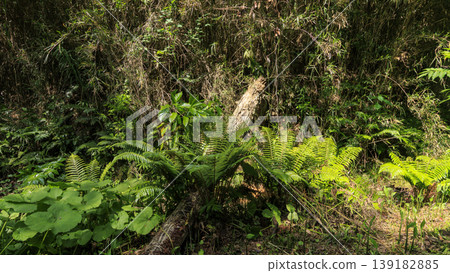 Spring in the Koajiro Forest of the Miura Peninsula Spring in the Koajiro Forest of the Miura Peninsula 139182885
