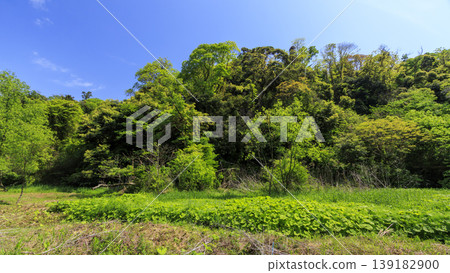 Spring in the Koajiro Forest of the Miura Peninsula Spring in the Koajiro Forest of the Miura Peninsula 139182900