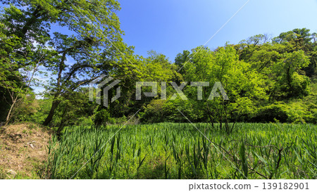 Spring in the Koajiro Forest of the Miura Peninsula Spring in the Koajiro Forest of the Miura Peninsula 139182901