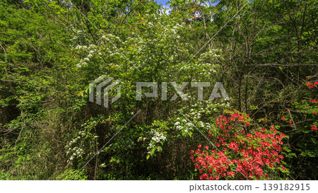 Spring in the Koajiro Forest of the Miura Peninsula Spring in the Koajiro Forest of the Miura Peninsula 139182915
