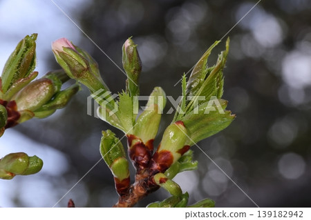 Nature, Plants: Oshima cherry tree, glossy young leaves and buds. The flowers are large and white, but the buds have a pale pink tint. Nature, Plants: Oshima cherry tree, glossy young leaves and buds. The flowers are large and white, but the buds have a pale pink tint. 139182942