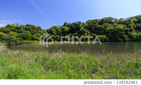 Spring in the Koajiro Forest of the Miura Peninsula Spring in the Koajiro Forest of the Miura Peninsula 139182961