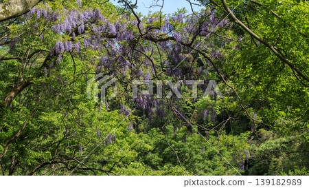 Spring in the Koajiro Forest of the Miura Peninsula Spring in the Koajiro Forest of the Miura Peninsula 139182989