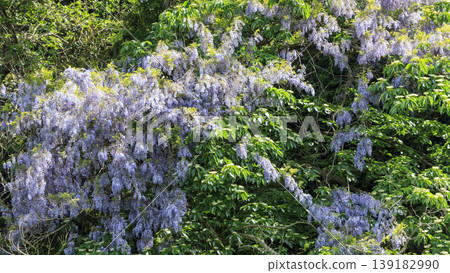 Spring in the Koajiro Forest of the Miura Peninsula Spring in the Koajiro Forest of the Miura Peninsula 139182990