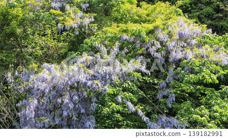 Spring in the Koajiro Forest of the Miura Peninsula Spring in the Koajiro Forest of the Miura Peninsula 139182991