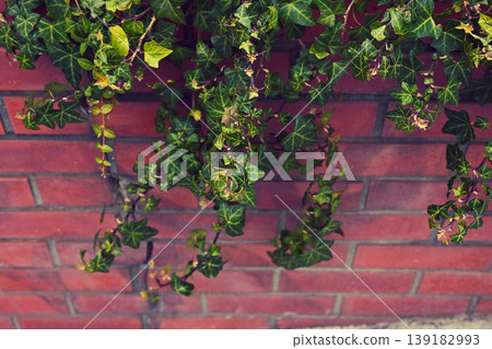 A climbing plant, Hedera helix, hanging down from a brick wall. A climbing plant, Hedera helix, hanging down from a brick wall. 139182993