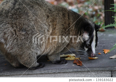 Masked palm civet, walking wild animal, outdoor natural environment Masked palm civet, walking wild animal, outdoor natural environment 139183022