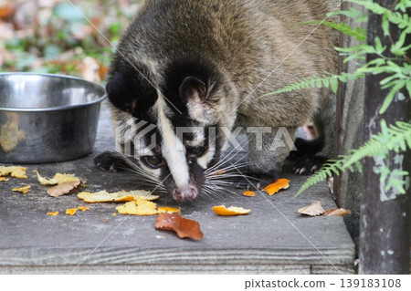 Masked palm civet: A wild animal that feeds on its prey, found in urban areas. Masked palm civet: A wild animal that feeds on its prey, found in urban areas. 139183108
