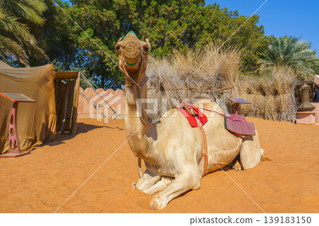 Abu Dhabi, United Arab Emirates - Jan 10 2024, A camel decorated with fabrics sits proudly on sand, the UAE flag is flutter in background above building and trees, Abu Dhabi, United Arab Emirates 139183150
