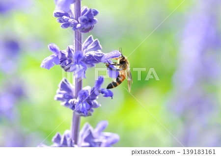 salvia blue giant or Blue Salvia, Mealy Cap Sage or Salvia farinacea Benth or Salvia farinacea or Salvia sp or Lamiaceae or purple flower and a bee salvia blue giant or Blue Salvia, Mealy Cap Sage or Salvia farinacea Benth or Salvia farinacea or Salvia sp or Lamiaceae or purple flower and a bee 139183161