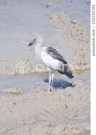 Anastomus oscitans, Asian openbill or Asian Openbill stork or Ciconia boyciana or Oriental stork or bird Anastomus oscitans, Asian openbill or Asian Openbill stork or Ciconia boyciana or Oriental stork or bird 139183162