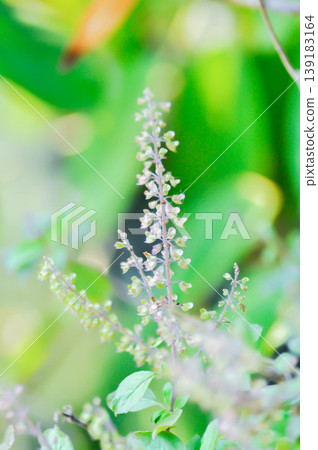 basil or holy basil , Sacred basil or Ocimum tenuiflorum L or Ocimum sanctum L or LAMIACEAE plant and flower or vegetable 139183164
