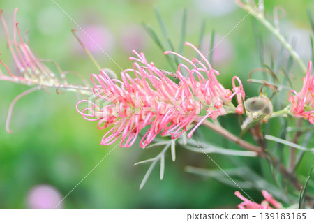 Grevillea banksii or  Grevillea Long John or  Grevillea Superb or Grevillea Sylvia or Spider flower or Banksia occidentalis or pink flower 139183165