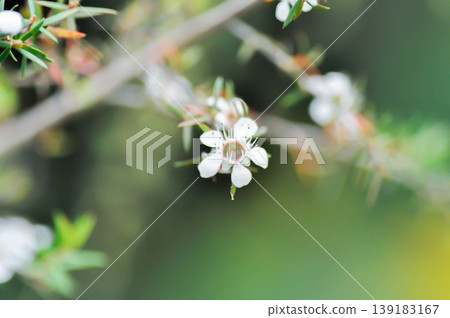 Astartea affinis, Broom tea tree or Chamelaucium uncinatum or Leptospermum scoparium or manuka flower or Myrtaceae or  New Zealand manuka or Tea tree or west coast astartea flower 139183167