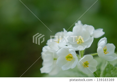 純白色的灰葉菊的微距攝影:黃色的雄蕊和新鮮的單朵花在翠綠葉子的散景中顯得格外突出。 純白色的灰葉菊的微距攝影:黃色的雄蕊和新鮮的單朵花在翠綠葉子的散景中顯得格外突出。 139183169