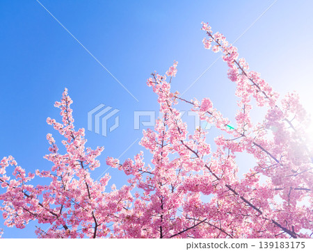 Cherry blossoms in full bloom against a blue sky, soft spring flowers. Cherry blossoms in full bloom against a blue sky, soft spring flowers. 139183175