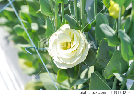 Eustoma grandiflorum Raf Shinners or Eustoma russellianum Hook G Don or GENTIANACEAE or lisianthus or Prairie Gentian or yellow flower or green flower 139183204