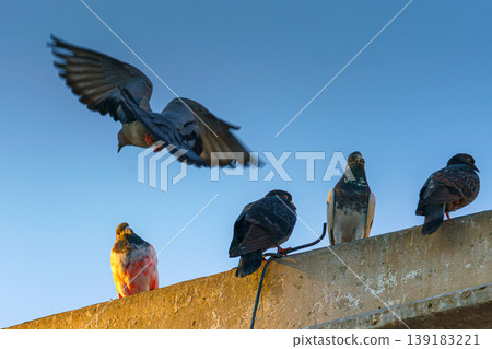 A Close up view of birds of pigeons sitting on the roof, cornice, building, one of the pigeons has a unique pink color, in the evening, Manama, Bahrain A Close up view of birds of pigeons sitting on the roof, cornice, building, one of the pigeons has a unique pink color, in the evening, Manama, Bahrain 139183221