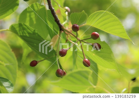 Nature, Plants: Oshima cherry blossom. The fruit turns dark purple in early summer. It is astringent when eaten raw, but it can be used to make fruit wine. Nature, Plants: Oshima cherry blossom. The fruit turns dark purple in early summer. It is astringent when eaten raw, but it can be used to make fruit wine. 139183259