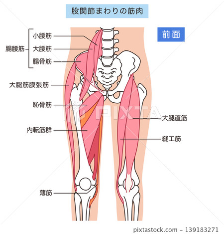 Muscles around the hip joint (anterior): Iliopsoas muscle, adductor muscles, rectus femoris muscle 139183271