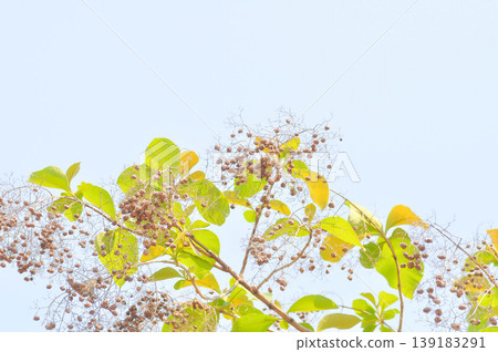 Tectona grandis, Teak tree or teak seed or teak fruit on the tree and sky Tectona grandis, Teak tree or teak seed or teak fruit on the tree and sky 139183291