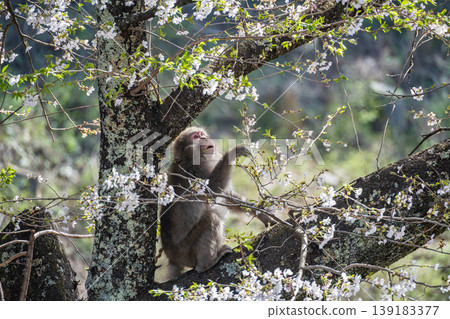 Japanese macaques looking up at the sky from a cherry tree Japanese macaques looking up at the sky from a cherry tree 139183377
