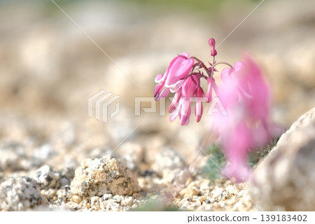 The alpine plant *Dicentra peregrina*, with its delicate pink flowers blooming in the gravelly ground, creates a fantastical landscape with a blurred foreground. The alpine plant *Dicentra peregrina*, with its delicate pink flowers blooming in the gravelly ground, creates a fantastical landscape with a blurred foreground. 139183402