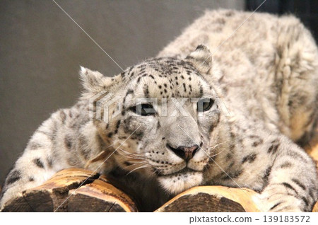 Snow leopard close-up: A rare animal lying down, an endangered species of large feline. 139183572
