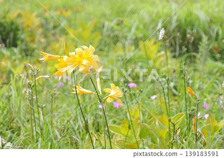 A flower field where summer alpine plants such as Hemerocallis middendorffii (Nikko daylily) grow together with Geranium yesoense and Veronica sibirica. 139183591