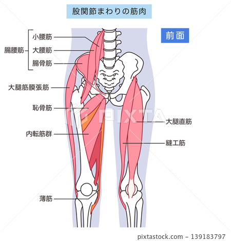 Muscles around the hip joint (anterior): Iliopsoas muscle, adductor muscles, rectus femoris muscle 139183797