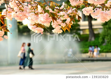 和田倉噴泉公園的重瓣櫻花盛開，人們在長椅上休息。 139183820
