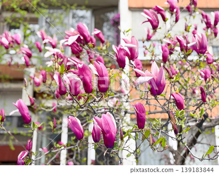 Purple saucer magnolia flowers blooming beside a residential apartment block in spring. Urban springtime, neighborhood greenery, floral decoration, and seasonal beauty. 139183844