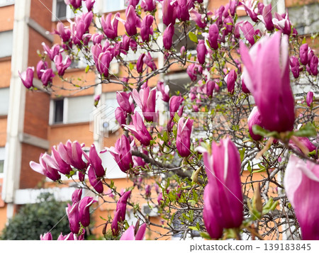 Purple saucer magnolia flowers blooming on branches near a residential building in spring. City greenery, seasonal transition, floral beauty, and urban landscaping Purple saucer magnolia flowers blooming on branches near a residential building in spring. City greenery, seasonal transition, floral beauty, and urban landscaping 139183845