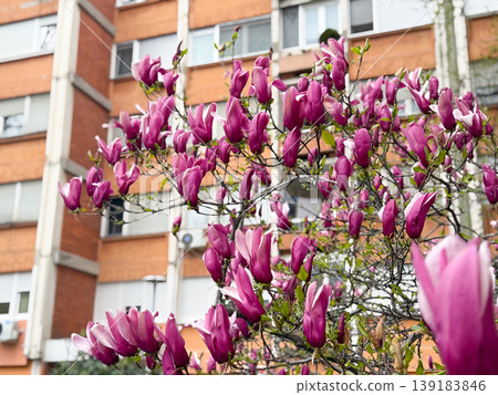 Purple saucer magnolia flowers blooming beside a residential apartment block in spring. Urban springtime, neighborhood greenery, floral decoration, and seasonal beauty. Purple saucer magnolia flowers blooming beside a residential apartment block in spring. Urban springtime, neighborhood greenery, floral decoration, and seasonal beauty. 139183846