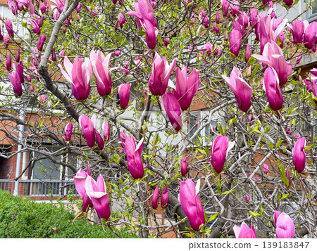 Purple saucer magnolia flowers blooming on branches near a residential building in spring. City greenery, seasonal transition, floral beauty, and urban landscaping Purple saucer magnolia flowers blooming on branches near a residential building in spring. City greenery, seasonal transition, floral beauty, and urban landscaping 139183847