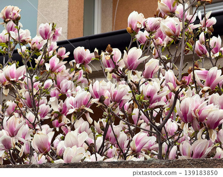 Pink and white saucer magnolia flowers blooming near an apartment building in spring. Urban nature, seasonal renewal, ornamental gardening, and floral abundance Pink and white saucer magnolia flowers blooming near an apartment building in spring. Urban nature, seasonal renewal, ornamental gardening, and floral abundance 139183850