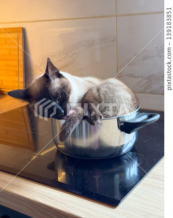 Funny Siamese cat resting inside a metal saucepan on an induction cooktop at home. Pet curiosity, domestic humor, kitchen mischief, and cozy indoor life Funny Siamese cat resting inside a metal saucepan on an induction cooktop at home. Pet curiosity, domestic humor, kitchen mischief, and cozy indoor life 139183851