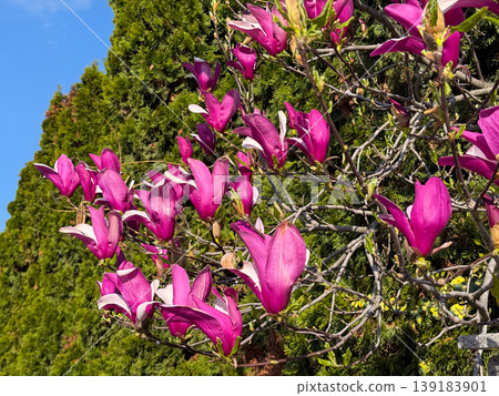 Magnolia branches with pink blossoms and fresh buds under bright blue sky. Spring season, plant growth, floral beauty, and natural environment Magnolia branches with pink blossoms and fresh buds under bright blue sky. Spring season, plant growth, floral beauty, and natural environment 139183901