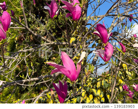 Magnolia branches with pink blossoms and fresh buds under bright blue sky. Spring season, plant growth, floral beauty, and natural environment Magnolia branches with pink blossoms and fresh buds under bright blue sky. Spring season, plant growth, floral beauty, and natural environment 139183903