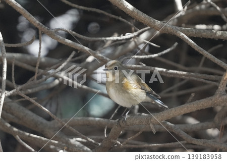 A female Himalayan Bluetail perched on a branch A female Himalayan Bluetail perched on a branch 139183958