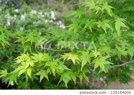 A beautiful landscape of vibrant green maple leaves shining brightly amidst the fresh foliage. A beautiful landscape of vibrant green maple leaves shining brightly amidst the fresh foliage. 139184008