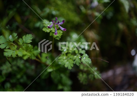 Raindrops on the purple corydalis Raindrops on the purple corydalis 139184020